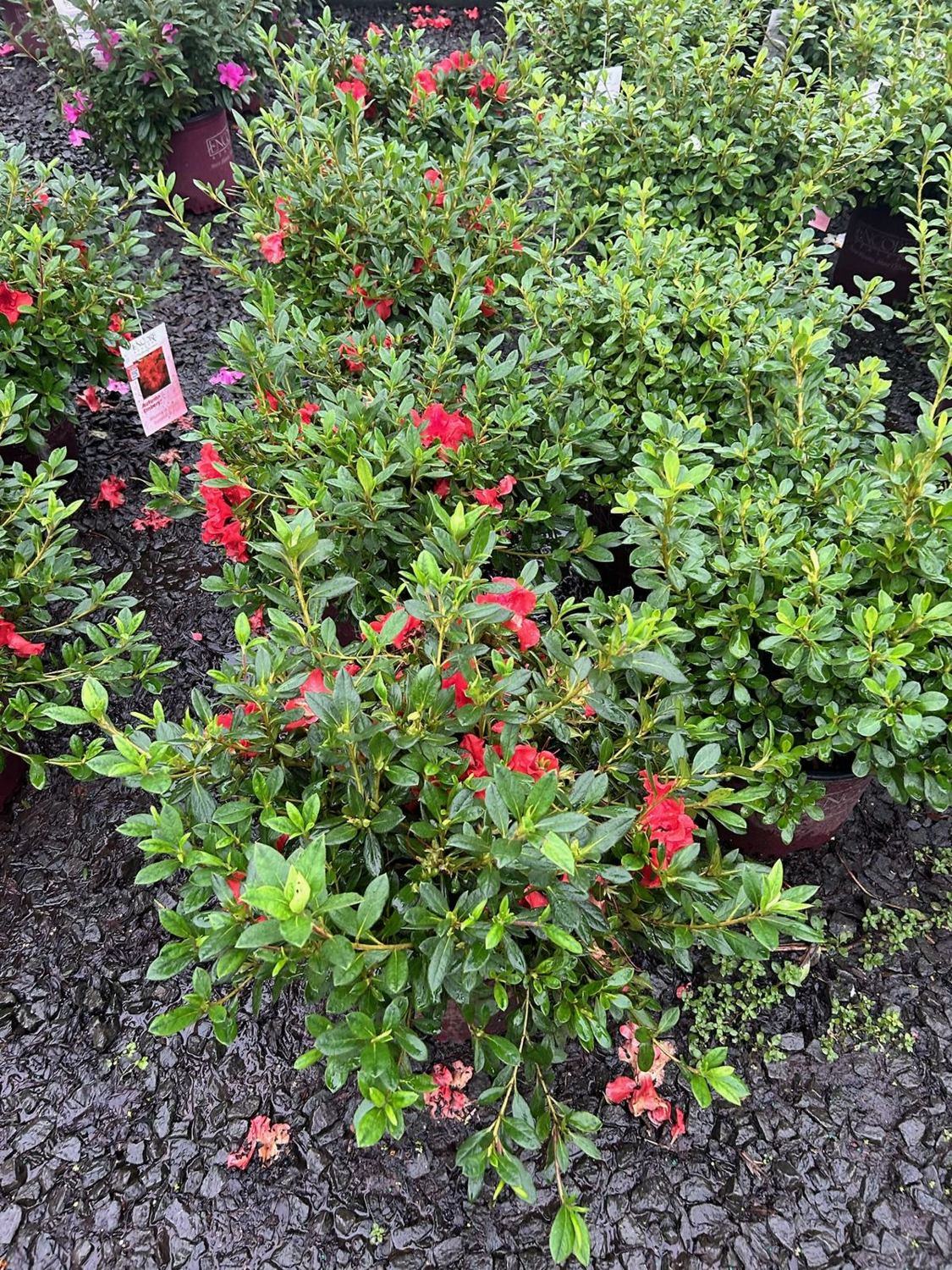 Azaleas in bloom in a freshly mulched bed