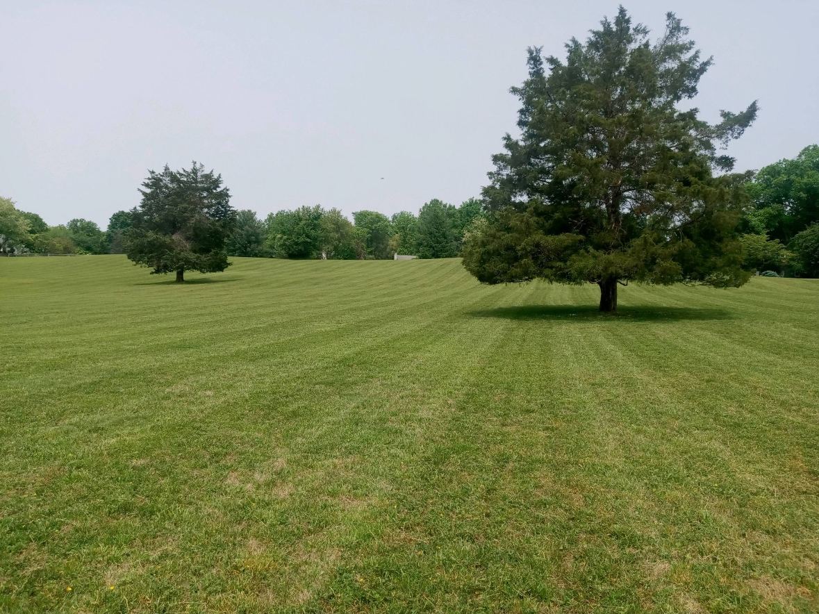 Dense turf mowed in long stripes